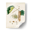 Estudio De Árbol Antiguo Vi | Cuadro decorativo de Canvas Lab