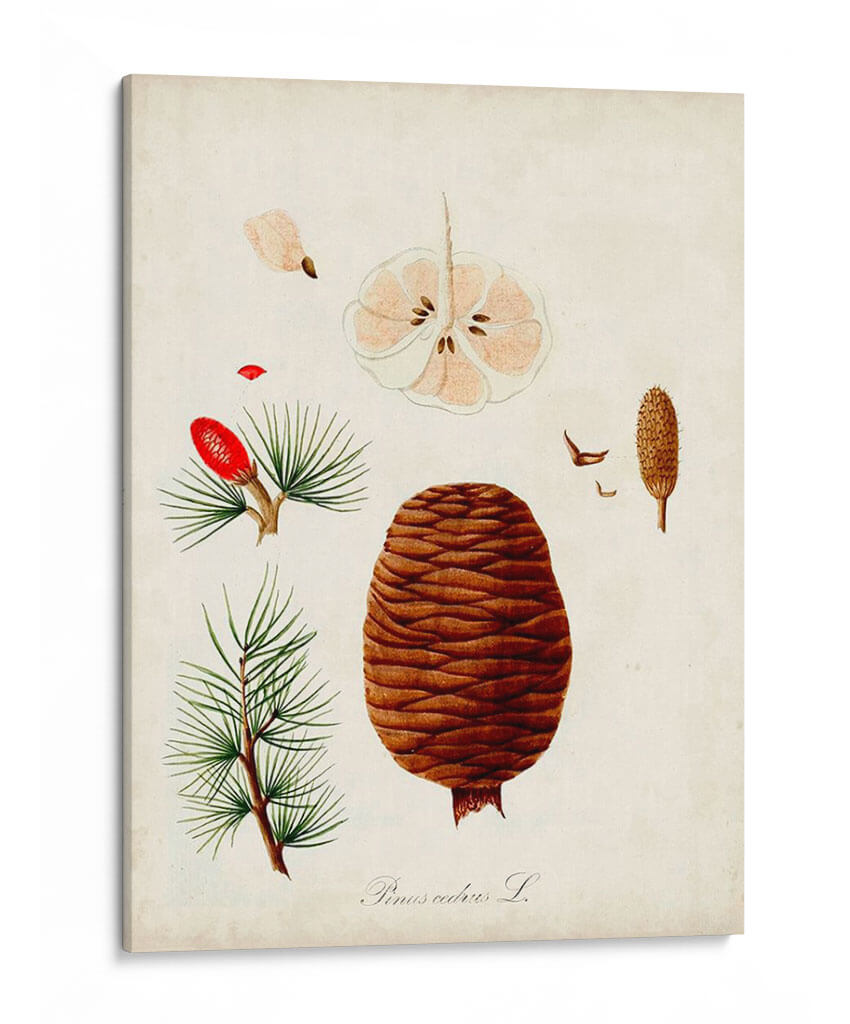 Estudio De Árbol Antiguo Vii | Cuadro decorativo de Canvas Lab