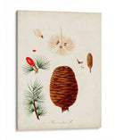 Estudio De Árbol Antiguo Vii | Cuadro decorativo de Canvas Lab