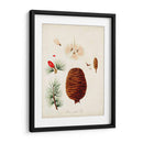 Estudio De Árbol Antiguo Vii | Cuadro decorativo de Canvas Lab