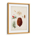Estudio De Árbol Antiguo Vii | Cuadro decorativo de Canvas Lab