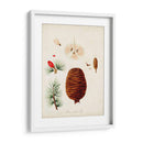 Estudio De Árbol Antiguo Vii | Cuadro decorativo de Canvas Lab