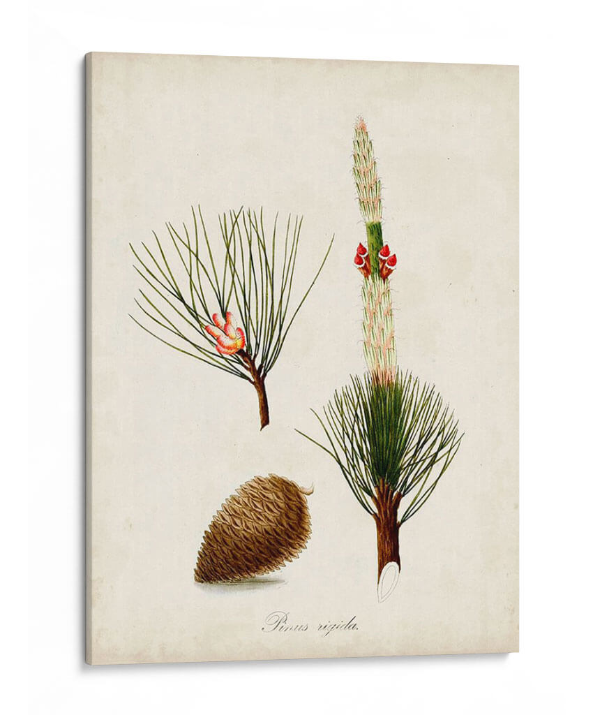 Estudio De Árbol Antiguo Viii | Cuadro decorativo de Canvas Lab
