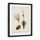 Estudio De Árbol Antiguo Viii | Cuadro decorativo de Canvas Lab
