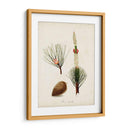 Estudio De Árbol Antiguo Viii | Cuadro decorativo de Canvas Lab