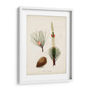 Estudio De Árbol Antiguo Viii | Cuadro decorativo de Canvas Lab