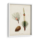 Estudio De Árbol Antiguo Viii | Cuadro decorativo de Canvas Lab