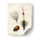Estudio De Árbol Antiguo Viii | Cuadro decorativo de Canvas Lab