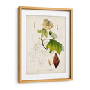 Estudio De Árbol Antiguo Ix | Cuadro decorativo de Canvas Lab