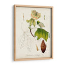 Estudio De Árbol Antiguo Ix | Cuadro decorativo de Canvas Lab