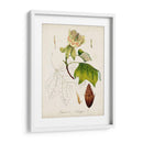 Estudio De Árbol Antiguo Ix | Cuadro decorativo de Canvas Lab