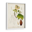 Estudio De Árbol Antiguo Ix | Cuadro decorativo de Canvas Lab