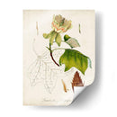 Estudio De Árbol Antiguo Ix | Cuadro decorativo de Canvas Lab