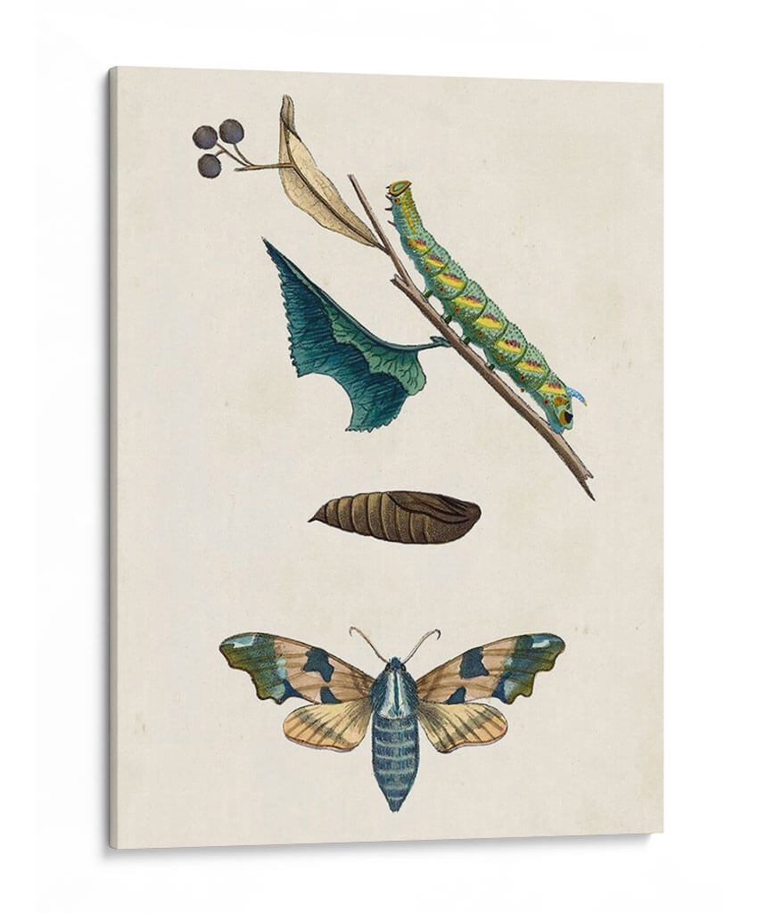 Caterpillar Y Moth Ii | Cuadro decorativo de Canvas Lab