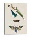 Caterpillar Y Moth Ii | Cuadro decorativo de Canvas Lab
