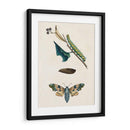 Caterpillar Y Moth Ii | Cuadro decorativo de Canvas Lab