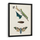 Caterpillar Y Moth Ii | Cuadro decorativo de Canvas Lab