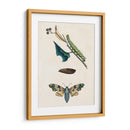 Caterpillar Y Moth Ii | Cuadro decorativo de Canvas Lab