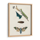 Caterpillar Y Moth Ii | Cuadro decorativo de Canvas Lab