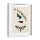 Caterpillar Y Moth Ii | Cuadro decorativo de Canvas Lab