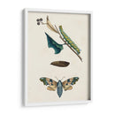 Caterpillar Y Moth Ii | Cuadro decorativo de Canvas Lab