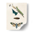 Caterpillar Y Moth Ii | Cuadro decorativo de Canvas Lab