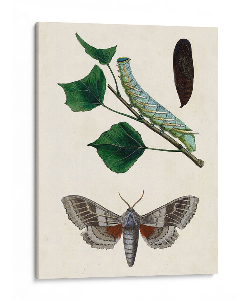 Caterpillar Y Moth Iii | Cuadro decorativo de Canvas Lab