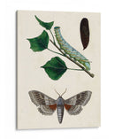 Caterpillar Y Moth Iii | Cuadro decorativo de Canvas Lab