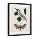 Caterpillar Y Moth Iii | Cuadro decorativo de Canvas Lab