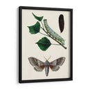 Caterpillar Y Moth Iii | Cuadro decorativo de Canvas Lab