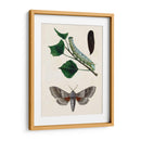 Caterpillar Y Moth Iii | Cuadro decorativo de Canvas Lab