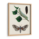 Caterpillar Y Moth Iii | Cuadro decorativo de Canvas Lab