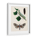 Caterpillar Y Moth Iii | Cuadro decorativo de Canvas Lab