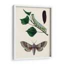 Caterpillar Y Moth Iii | Cuadro decorativo de Canvas Lab