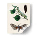 Caterpillar Y Moth Iii | Cuadro decorativo de Canvas Lab