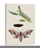 Caterpillar Y Polilla Iv | Cuadro decorativo de Canvas Lab