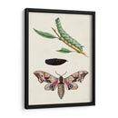 Caterpillar Y Polilla Iv | Cuadro decorativo de Canvas Lab