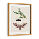 Caterpillar Y Polilla Iv | Cuadro decorativo de Canvas Lab