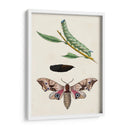 Caterpillar Y Polilla Iv | Cuadro decorativo de Canvas Lab