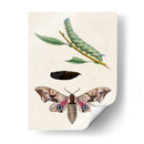 Caterpillar Y Polilla Iv | Cuadro decorativo de Canvas Lab