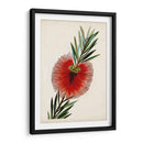 Cepillo De Botella Flor Iii - John Miller | Cuadro decorativo de Canvas Lab