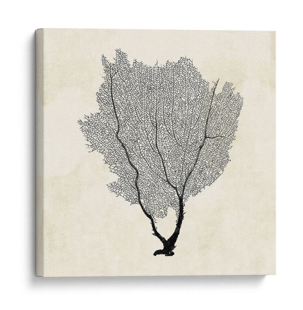 Bosquejo Del Fanático Del Mar Ii - Grace Popp | Cuadro decorativo de Canvas Lab