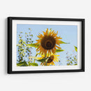 Mira mirasol | Cuadro decorativo de Canvas Lab