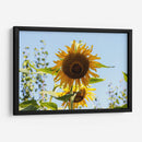 Mira mirasol | Cuadro decorativo de Canvas Lab