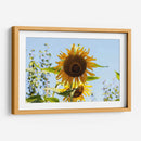 Mira mirasol | Cuadro decorativo de Canvas Lab