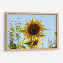 Mira mirasol | Cuadro decorativo de Canvas Lab