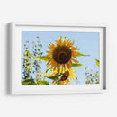 Mira mirasol | Cuadro decorativo de Canvas Lab