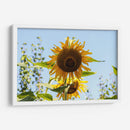 Mira mirasol | Cuadro decorativo de Canvas Lab