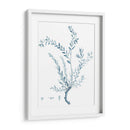 Antiguo Botánico En Azul Vii - Vision Studio | Cuadro decorativo de Canvas Lab