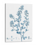 Antiguo Botánico En Azul Viii - Vision Studio | Cuadro decorativo de Canvas Lab